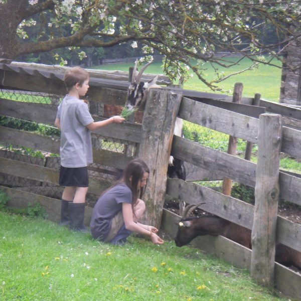 Kinder füttern Ziegen am Moserhof
