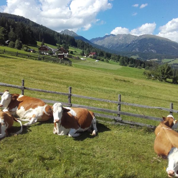 Moserhof Faningberg ein Paradies für Kühe